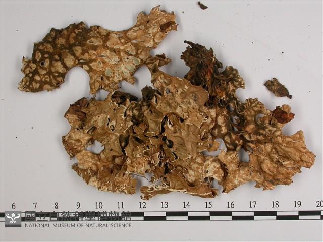 樹棲兜衣藏品圖，第3張