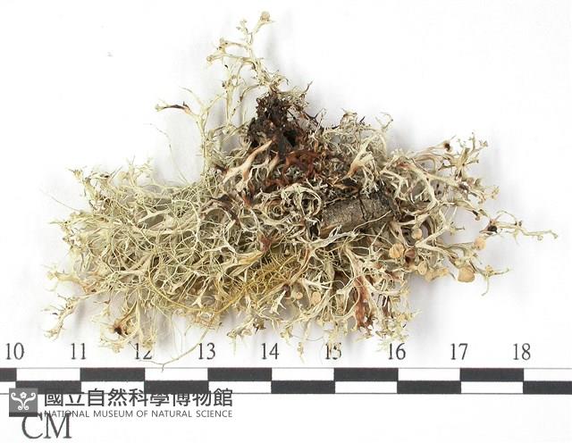 登錄號:L00002543藏品圖，第3張