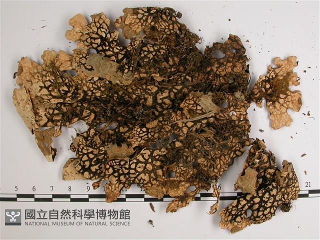 中國兜衣藏品圖，第3張