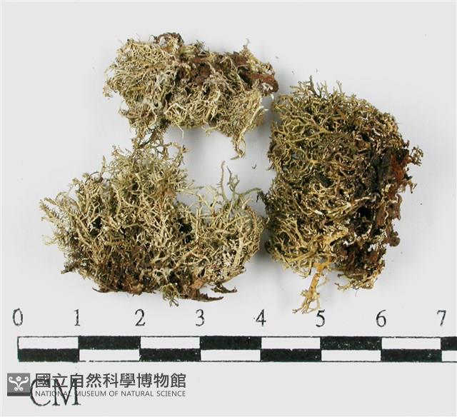 台灣球粉衣藏品圖，第3張