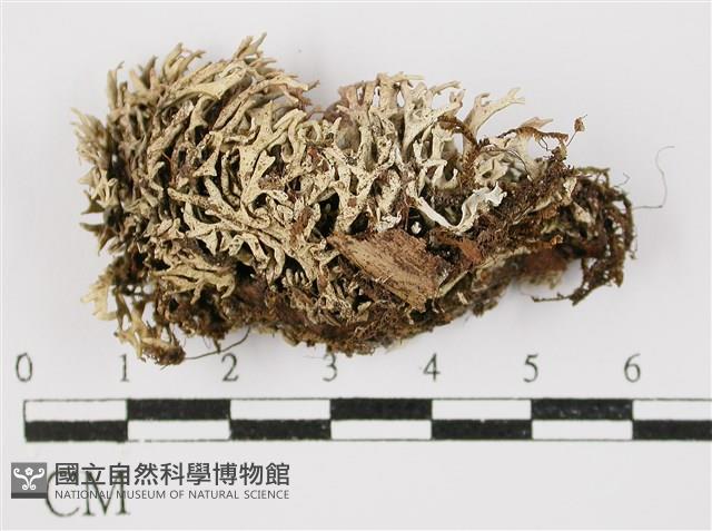 登錄號:L00001153藏品圖，第3張