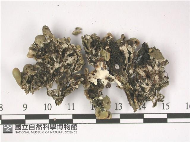 登錄號:L00002493藏品圖，第3張