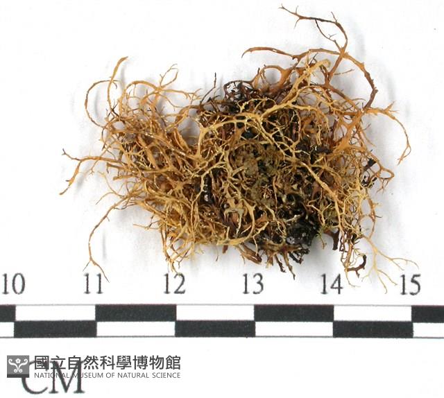 登錄號:L00000393藏品圖，第3張