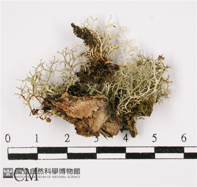登錄號:L00001393藏品圖，第3張