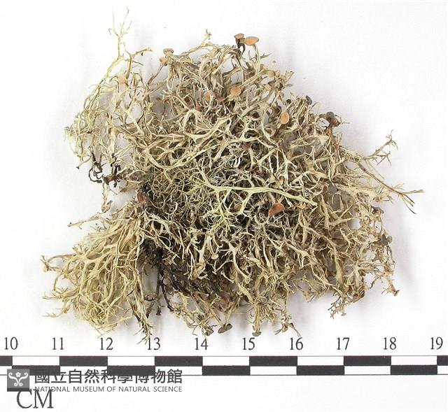 登錄號:L00002533藏品圖，第3張