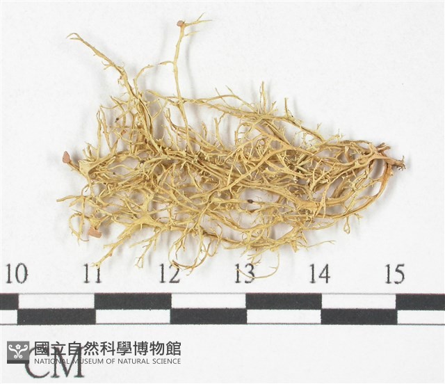 登錄號:L00000788藏品圖，第3張