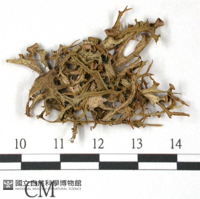 登錄號:L00000708藏品圖，第3張