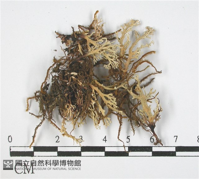 登錄號:L00001668藏品圖，第3張