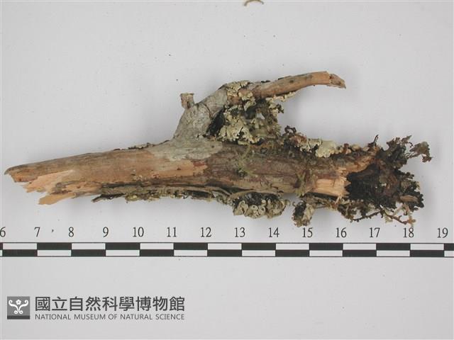 登錄號:L00001798藏品圖，第3張