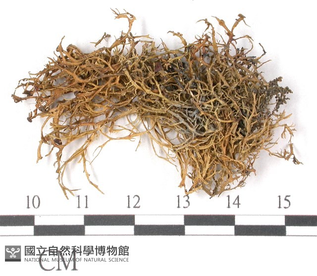 登錄號:L00000709藏品圖，第3張
