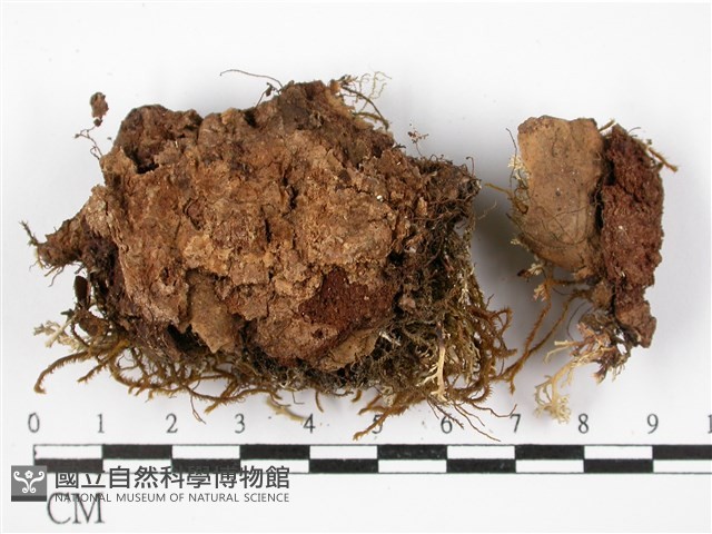 登錄號:L00001669藏品圖，第3張
