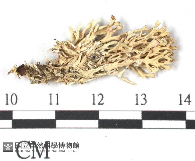 登錄號:L00000579藏品圖，第3張