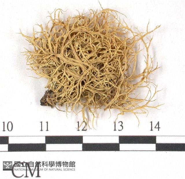 登錄號:L00001759藏品圖，第3張