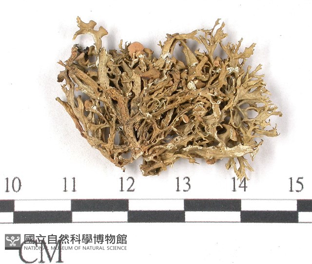 登錄號:L00002626藏品圖，第3張