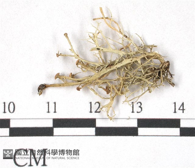登錄號:L00001724藏品圖，第3張