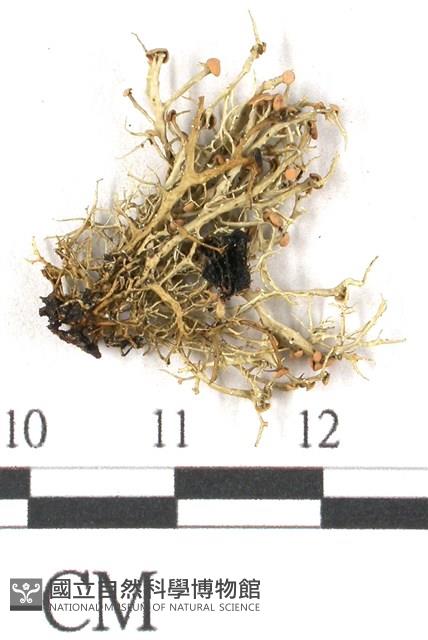 登錄號:L00001727藏品圖，第3張