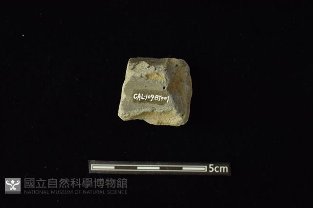 Accession Number:CAL109-BT001 Collection Image, Figure 2, Total 2 Figures