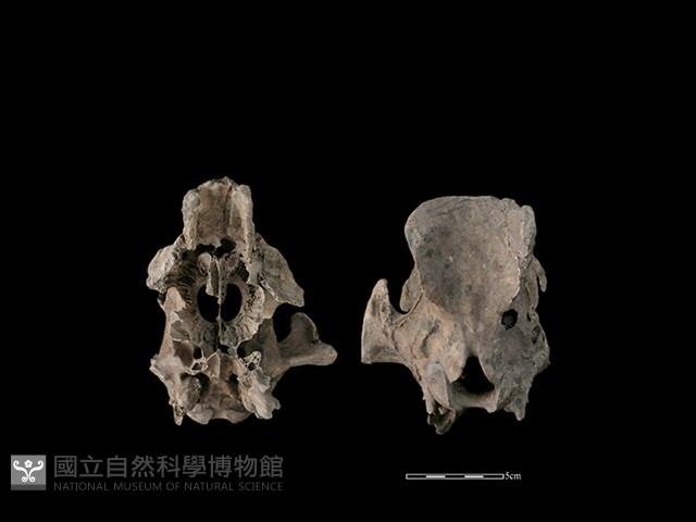 豬骨藏品圖，第5張