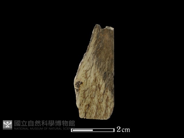 錛鑿形器藏品圖，第1張