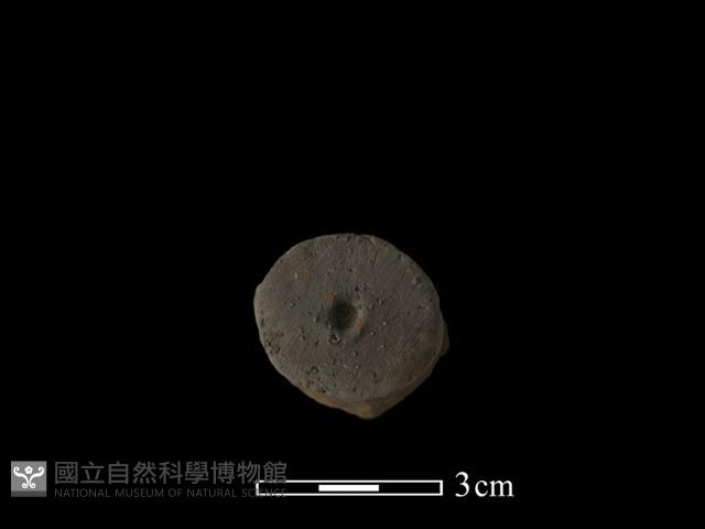 陶蓋鈕藏品圖，第1張