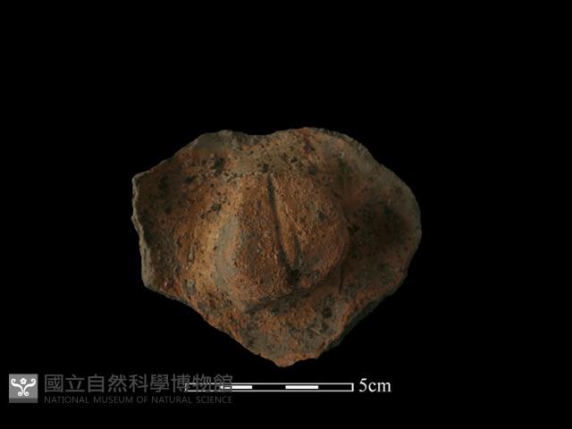 Accession Number:NP-2008-0425 Collection Image, Figure 3, Total 3 Figures