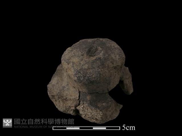 陶蓋鈕藏品圖，第1張