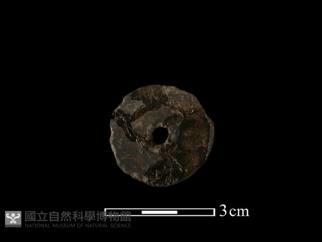 紡輪藏品圖，第3張