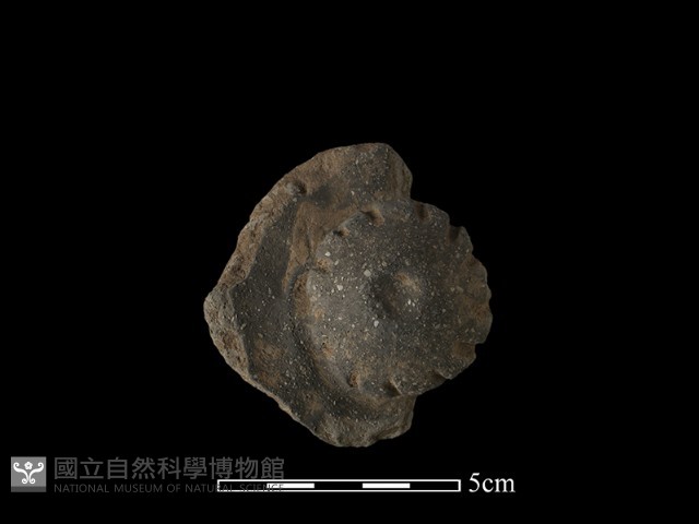 陶蓋鈕藏品圖，第3張