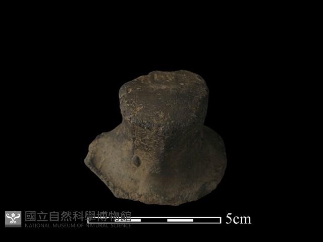 陶蓋鈕藏品圖，第3張