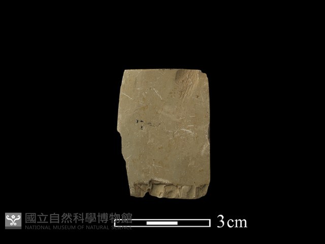 錛鑿形器藏品圖，第1張