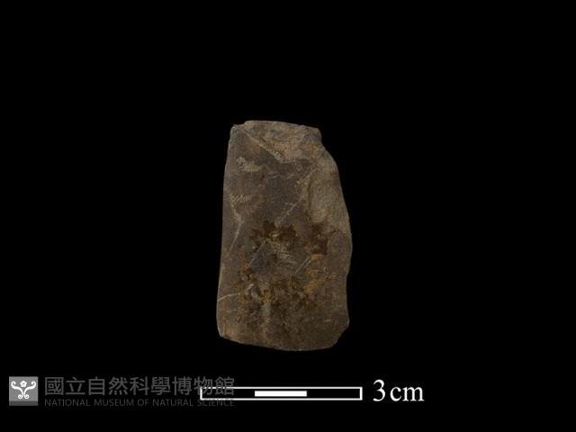 錛鑿形器藏品圖，第3張