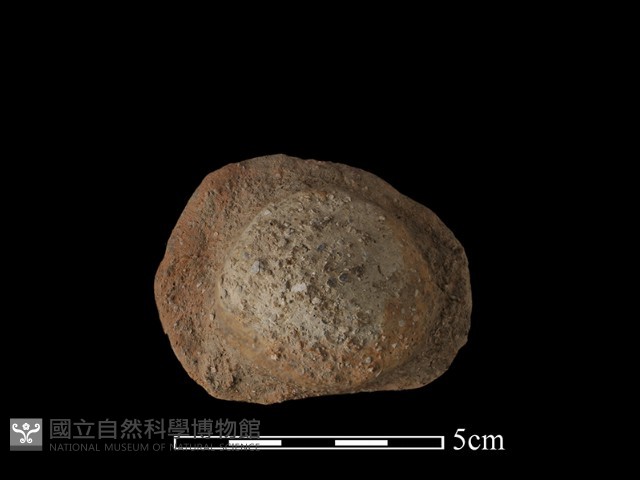 陶蓋鈕藏品圖，第3張