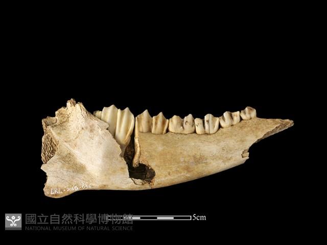 鹿骨藏品圖，第3張