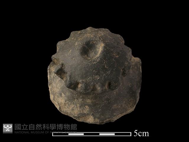 陶蓋鈕藏品圖，第3張