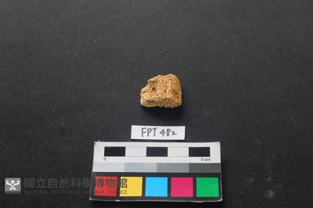 龜骨藏品圖，第2張