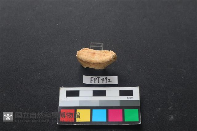 鹿骨藏品圖，第2張