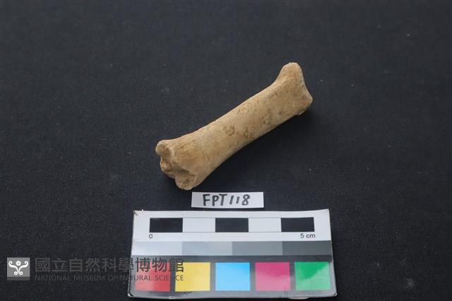 豬骨藏品圖，第3張