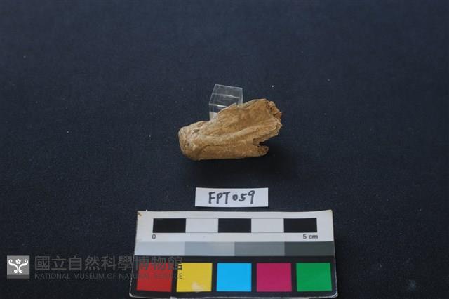 鹿骨藏品圖，第2張