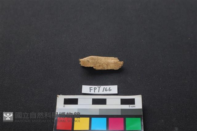 哺乳類動物骨藏品圖，第2張