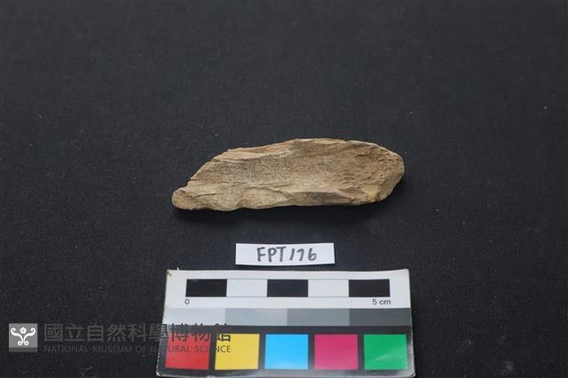 偶蹄類動物骨藏品圖，第2張