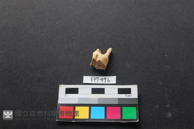 鹿骨藏品圖，第3張