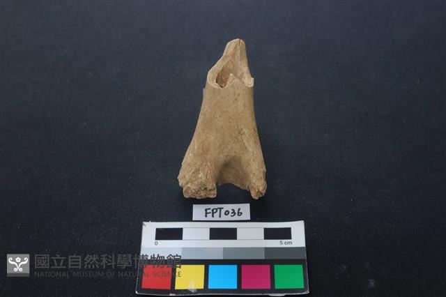 鹿骨藏品圖，第2張