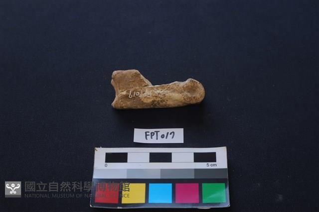 鹿骨藏品圖，第2張