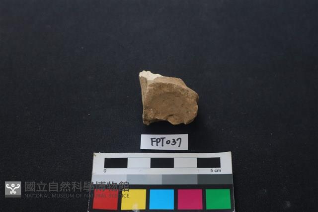 豬骨藏品圖，第2張