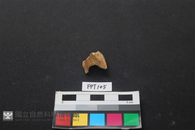 獸骨藏品圖，第2張