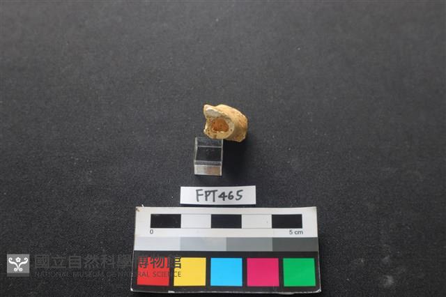 鹿骨藏品圖，第3張