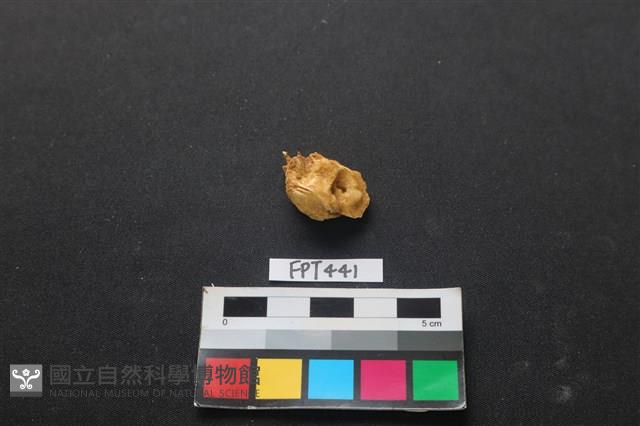 鹿骨藏品圖，第2張