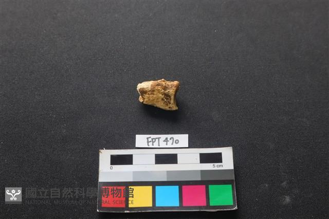 鹿骨藏品圖，第2張