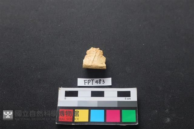龜骨藏品圖，第2張
