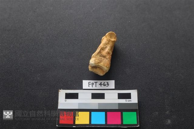 鹿骨藏品圖，第3張